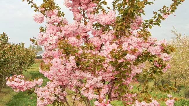 Sakura ozdobná Pink Perfection