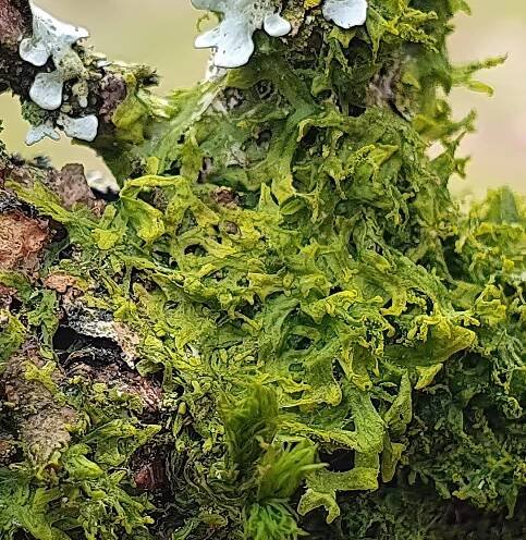Moss photos