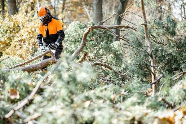 Lumberman in protective workwear sawing branches with a chainsaw from a felled tree in the pine forest. Concept of a professional logging