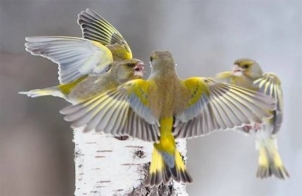 Tapeta na monitor | Krásné fotoobrazy | pták, krása, ptáci světa ...