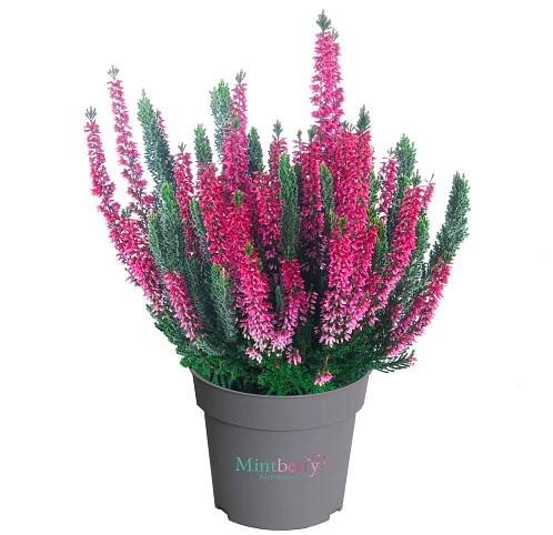 Q-Flower Vřes obecný (Calluna vulgaris) "Mint Berry" pr. cca 13 cm nakoupit u OBI
