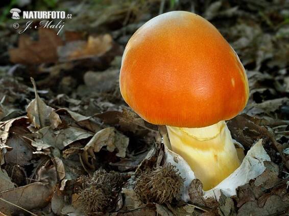 muchomůrka císařka | Naturfoto.cz