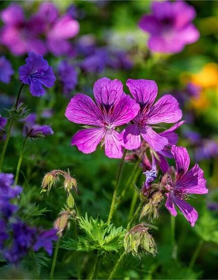 Wild geranium