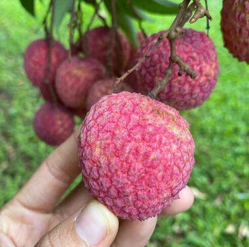 Lychee Tree Airlayer 3 Gallon Pot