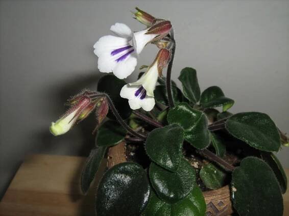 gesneriaceae, podpětovité, saintpaulia, STREPTOCARPUS | pěstování a množení