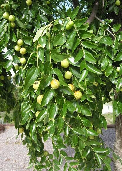 Ziziphus jujuba Mill. - Portale della Flora d'Italia / Portal to the Flora of Italy
