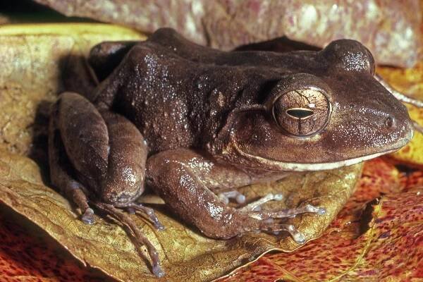 Cornufer vitianus , Fiji ground frog, captive specimen