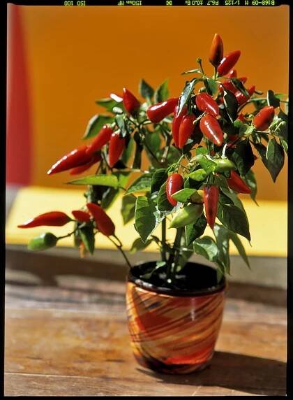 Paprika/Capsicum annum