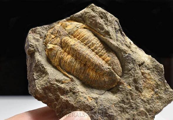 trilobit Chattiaspis sp. | minerals-fossils.cz