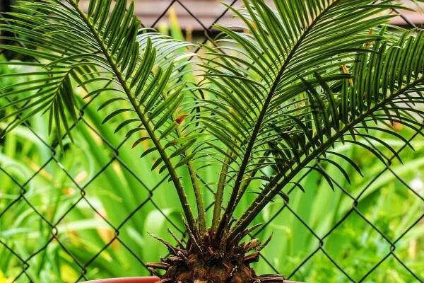 Cycas revoluta