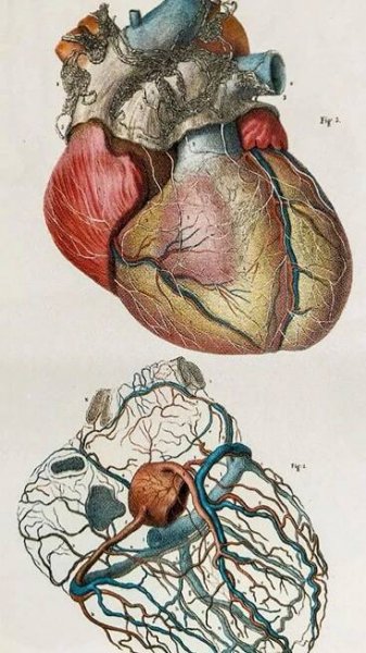 Pin by Gugagurjidze on Pins by you | Medical clip art, Anatomy art, Lungs art