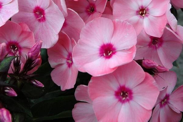Phlox paniculata ´Ditoran´