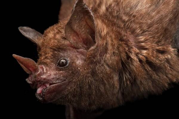 Seba's short-tailed fruit bat