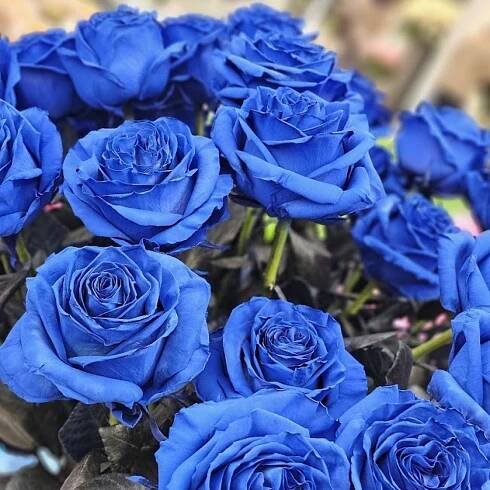 ROSA BLUE ROYAL 70cm - MODRÁ RŮŽE (XXL) EQ