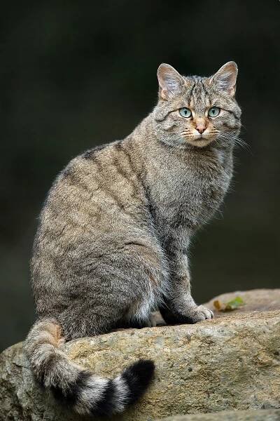 Soubor:Felis silvestris silvestris Luc Viatour.jpg – Wikipedie