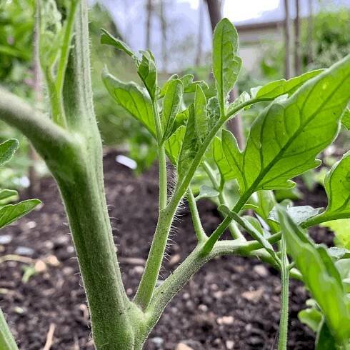 Jak a hlavně proč zbavovat rajčata zálistků… 🍅