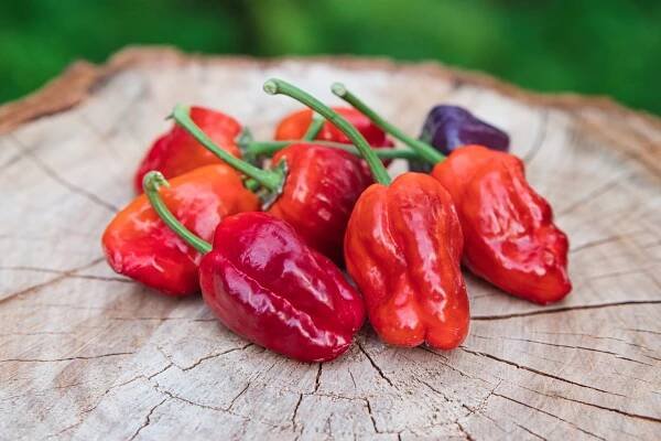 Purple Ufo | Chilli semena | Chilli semena | Chilli semínka | Chilli omáčky | GOROL CHILLI
