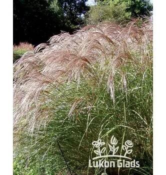 Sazenice Lukon Glads Miscanthus sinensis FLAMINGO - ozdobnice čínská