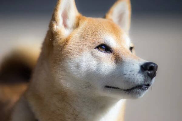 Fitmin seriál psích plemen - Shiba inu a Akita inu - Life4you.cz