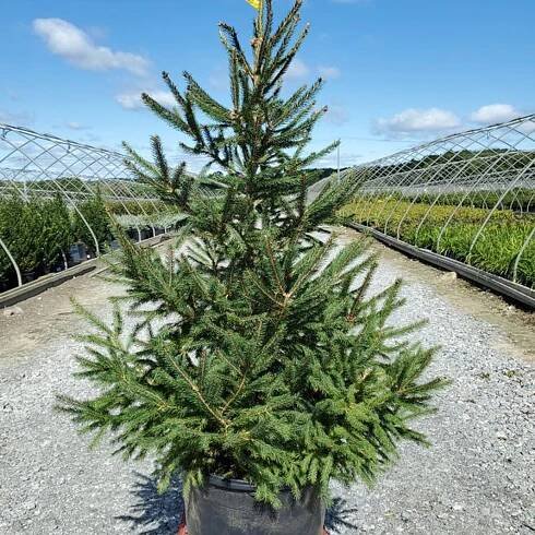 Norway Spruce