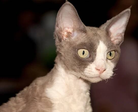 Caption: Playful Devon Rex cat lounging on a comfy bed Wallpaper