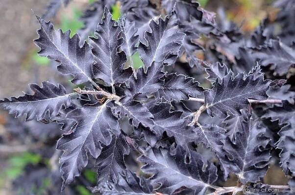 Buk lesní Rohan Weeping (Fagus sylvatica), listy