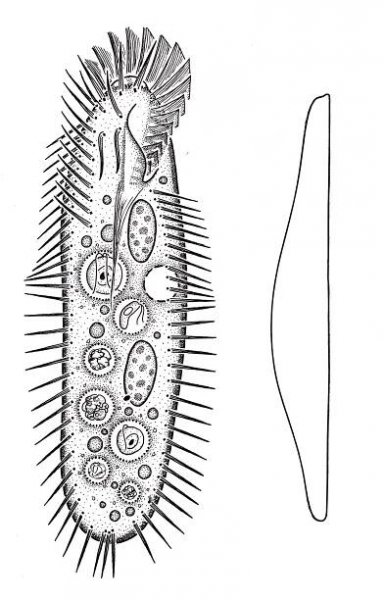 Protozoa – EN - Hieronymus - Illustrations