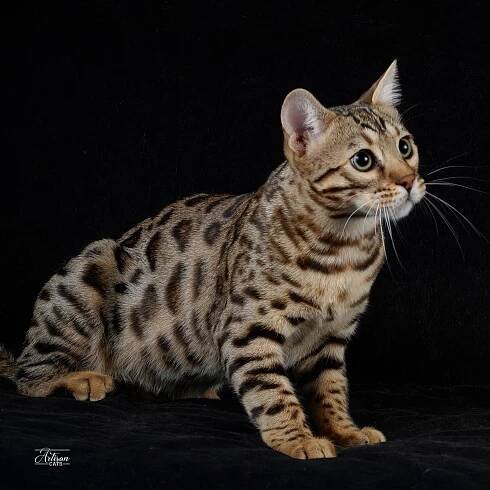 Bengal hane