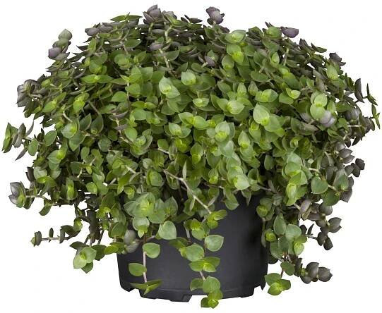 Royal Lemkes Kalísie (Callisia) cca pr. 20 cm