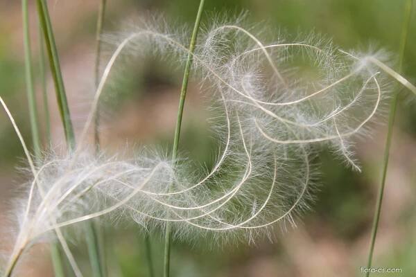 Kavyl Ivanův (Stipa pennata)