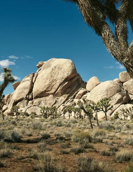 RyanGobuty_JoshuaTree_10.jpg