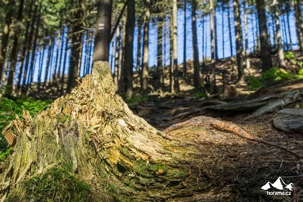 Panoramatickým hřebenem Králického Sněžníku kolem dokola | Horama