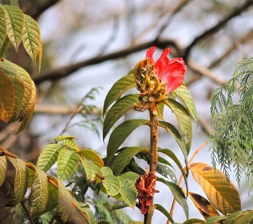 Spathodea campanulata – eFlora of India