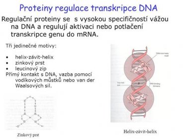 Regulační proteiny se s vysokou specifičností vážou na DNA a regulují aktivaci nebo potlačení transkripce genu do mRNA. Tři jedinečné motivy: helix-závit-helix. zinkový prst. leucinový zip. Přímý kontakt s DNA, vazba pomocí vodíkových můstků nebo van der Waalsových sil. Helix-závit-helix. Zinkový prst.
