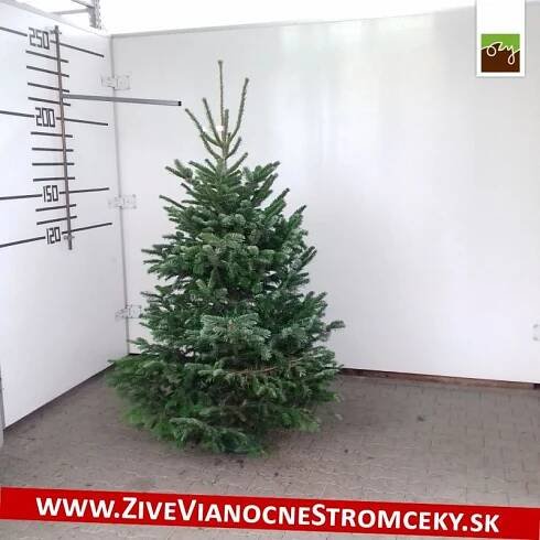 Živý vánoční stromek - Normandská Jedle A-Kategorie výška 200 - 225cm