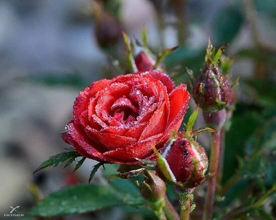 Zahrada se koupe v rose - Boškův svět