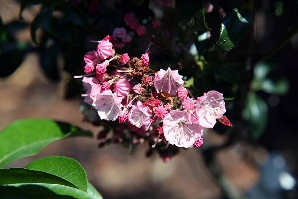 'Little Linda'