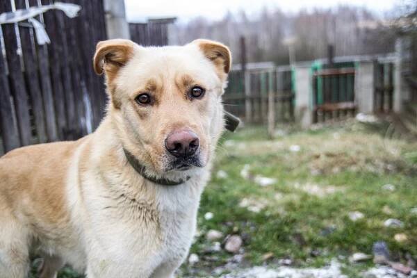 Psi k adopci z útulků, azylů a neziskových organizací