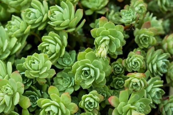Základová fotografie na téma botanická fotografie, botanický, bylinné rostliny, dekorace, detail, echeveria, ekologie, flóra