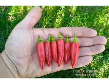 Semeno chilli-semena Twilight chilli