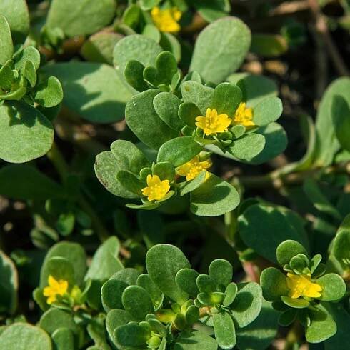 Šrucha zlatá - Portulaca oleracea - semena - 30 ks od 30 Kč - Heureka.cz