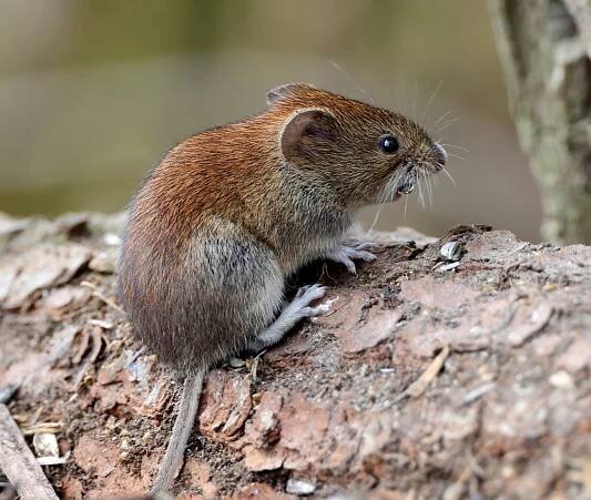 Hraboš polní (Microtus arvalis) – Leo Bucher / Shutterstock