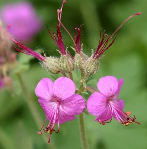 Květy Geranium macrorrhizum