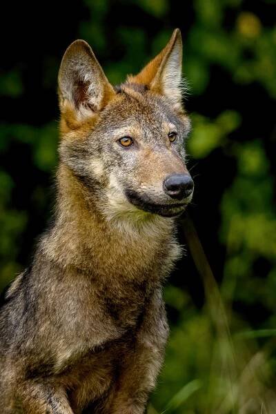 Vlk obecný (Canis lupus)