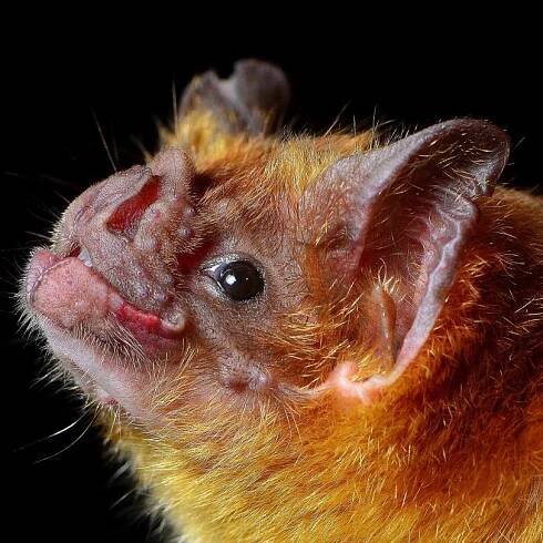 Bats by Region - Bat Conservation International