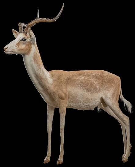 IMPALA Taxidermy South Africa