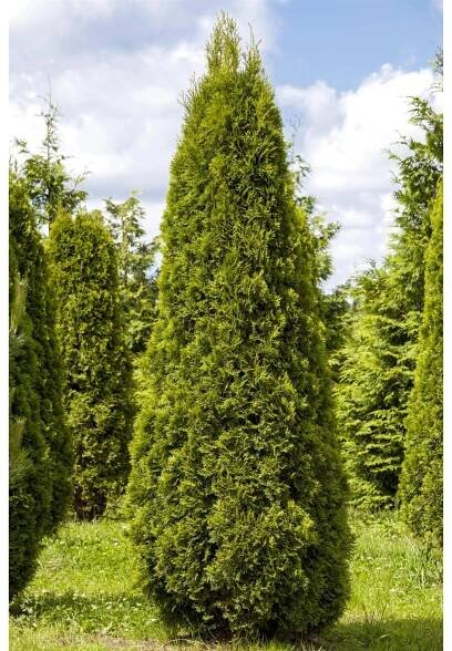 Landgard Zerav západní (Thuja occidentalis) "Smaragd" výška 140-160 cm, 30 ks