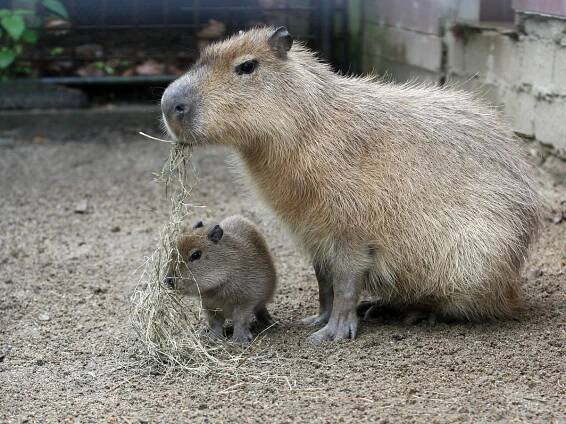 Jedenáctý přírůstek. V zoo vyrůstá mládě největšího hlodavce a milovníka vody