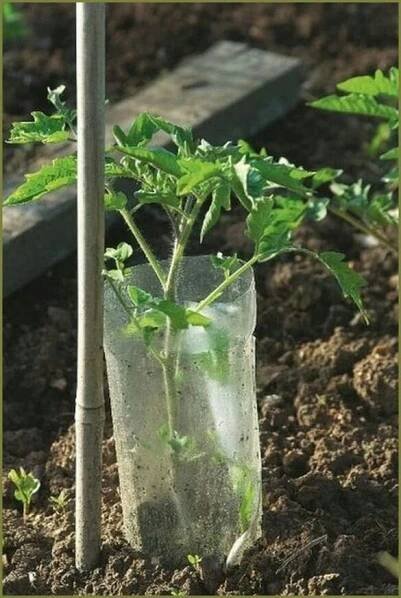 a small plant in a glass vase on the ground next to a wooden pole and some dirt