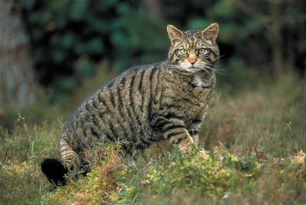 Gato montés